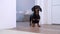 Dachshund runs out of the room one room to another