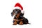 Dachshund santa claus puppy dog isolated