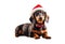 Dachshund santa claus puppy dog isolated