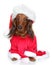 Dachshund in Santa furry cap