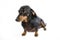 Dachshund - sausage dog 1