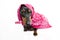 Dachshund - sausage dog with bandanna