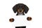 Dachshund sausage dog banner