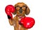 Dachshund sausage dog boxing as the boss