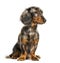 Dachshund, Sausage dog sitting in front of white background