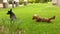 Dachshund and a Scottish terrier play on the grass, two dogs play on a green lawn