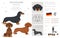 Dachshund short haired clipart. Different poses, coat colors set