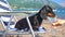 Dachshund sitting on deckchair drinks water from cocktail glass