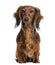 Dachshund sitting and facing, isolated