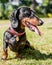 A dachshund sitting in short grass