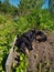 The Dachshund sleeps in the garden