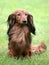 Dachshund Standard Long-haired on a green grass