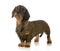 Dachshund standing