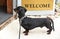 Dachshund standing at the entrance door