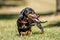 A dachshund standing in the hot sun