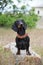 Dachshund standing on a large rock