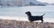 Dachshund stands on beach against sea waves wagging tail