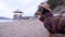 Dachshund stands on beach and looks around, side view, seascape with mountain