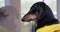 Dachshund stands window crying tear flows down cheek Dog stress zoopsychologist