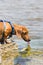 Dachshund takes a drink