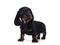 Dachshund teckel dog pup on white