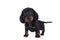 Dachshund teckel dog pup on white