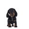 Dachshund teckel dog pup on white