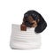 Dachshund teckel dog pup on white