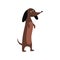Dachshund or teckel puppy standing flat cartoon vector illustration isolated.