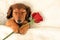 Dachshund Valentine puppy