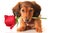 Dachshund Valentine puppy