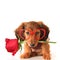 Dachshund Valentine puppy with a rose and heart shaped glasses