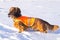 Dachshund in vest on winter hunting