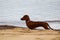 Dachshund walks along the sea coast. Dog walking on the beach