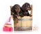 Dachshund Washing puppies in a tub, grooming