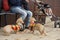 Dachshund wearing colorful outfit standing on the floor looking at their owner