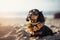 a dachshund wearing a flower collar on the beach