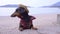 Dachshund wearing pretty straw hat and cowboy suit stands on stunning sea view