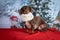 Dachshund wears a red scarf with the Christmas background, close-up