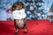 Dachshund wears a white scarf with the Christmas background, close-up