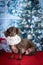 Dachshund wears a white scarf with the Christmas background, close-up, vertical