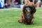 Dachshund Wears Wookiee Outfit At Pet Costume Contest