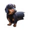 Dachshund, Weenie Dog, Teckel, badger dog digital art illustration isolated on white background. German origin scenthound dog.