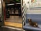 Dachshund Wiener Dog on the New York City Subway