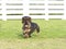 Dachshund (Wirehaired)