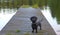 Dachshund at wooden pier