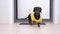 Dachshund in a yellow print t-shirt entering a white room with a grey rug at the entrance, slamming a heavy door. The dog has a