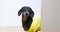 Dachshund in yellow t-shirt comes out of corner and looks up