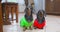 Dachshunds in colorful costumes wait for owner to give food