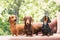 Dachshunds dog on the backyard. Three dogs outdoor in sunny summer weather.